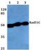 RAD51 Paralog C antibody, PA5-75307, Invitrogen Antibodies, Western Blot image 