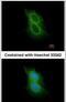 Transmembrane Serine Protease 5 antibody, PA5-31485, Invitrogen Antibodies, Immunofluorescence image 