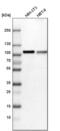 Niban Apoptosis Regulator 2 antibody, PA5-54403, Invitrogen Antibodies, Western Blot image 