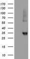 Neuroplastin antibody, CF504407, Origene, Western Blot image 