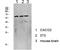 Lysine Acetyltransferase 5 antibody, STJ99631, St John