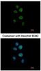 Zinc Finger Protein 83 antibody, NBP2-21050, Novus Biologicals, Immunofluorescence image 