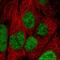 Integrator Complex Subunit 8 antibody, HPA057299, Atlas Antibodies, Immunofluorescence image 