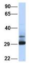 Proteasome Subunit Alpha 3 antibody, NBP1-54374, Novus Biologicals, Western Blot image 