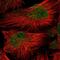 Autophagy Related 16 Like 2 antibody, NBP2-58308, Novus Biologicals, Immunofluorescence image 