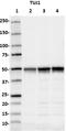 Tubulin ? 3 (TUBB3) antibody, 801211, BioLegend, Western Blot image 