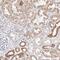 Rhotekin antibody, HPA030259, Atlas Antibodies, Immunohistochemistry frozen image 