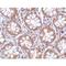 RASD Family Member 2 antibody, LS-C53214, Lifespan Biosciences, Immunohistochemistry paraffin image 