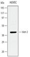 ISL LIM Homeobox 2 antibody, AF4244, R&D Systems, Western Blot image 