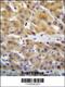 Chordin antibody, 57-529, ProSci, Immunohistochemistry paraffin image 