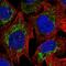 60S acidic ribosomal protein P2 antibody, HPA053635, Atlas Antibodies, Immunocytochemistry image 