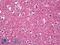 Myeloid Zinc Finger 1 antibody, LS-B7132, Lifespan Biosciences, Immunohistochemistry paraffin image 