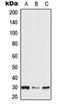 Neurexophilin 2 antibody, orb215051, Biorbyt, Western Blot image 