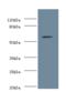 NOP58 Ribonucleoprotein antibody, A54768-100, Epigentek, Western Blot image 