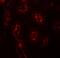 Adaptor Related Protein Complex 3 Subunit Sigma 1 antibody, NBP1-76588, Novus Biologicals, Immunofluorescence image 