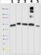 Ubiquinol-Cytochrome C Reductase Core Protein 1 antibody, ab110252, Abcam, Western Blot image 