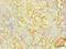 S100 Calcium Binding Protein A8 antibody, MBS1492041, MyBioSource, Immunohistochemistry frozen image 
