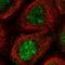 Activating Transcription Factor 6 Beta antibody, NBP1-91687, Novus Biologicals, Immunofluorescence image 