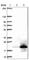 Coiled-Coil Domain Containing 153 antibody, HPA041497, Atlas Antibodies, Western Blot image 