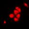 Chromosome Segregation 1 Like antibody, orb213784, Biorbyt, Immunofluorescence image 