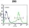 Kallikrein Related Peptidase 6 antibody, abx032801, Abbexa, Western Blot image 