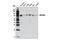 TBK1 Binding Protein 1 antibody, 8605S, Cell Signaling Technology, Western Blot image 