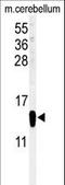 Fatty Acid Binding Protein 7 antibody, LS-B11797, Lifespan Biosciences, Western Blot image 