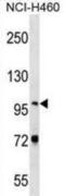 Nuclear VCP Like antibody, abx029364, Abbexa, Western Blot image 