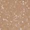 WD Repeat Domain 7 antibody, HPA051057, Atlas Antibodies, Immunohistochemistry frozen image 