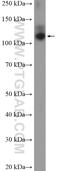 Oxidation Resistance 1 antibody, 13514-1-AP, Proteintech Group, Western Blot image 