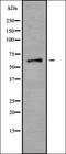 Copine 8 antibody, orb378264, Biorbyt, Western Blot image 