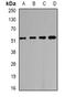 Chimerin 1 antibody, orb341320, Biorbyt, Western Blot image 