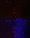 Neurofilament Medium antibody, 16-591, ProSci, Immunofluorescence image 