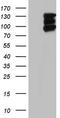 Histone Deacetylase 4 antibody, TA804962S, Origene, Western Blot image 