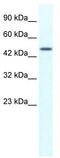 Tripartite Motif Containing 39 antibody, TA337804, Origene, Western Blot image 