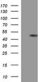 Thioredoxin domain-containing protein 5 antibody, TA507259, Origene, Western Blot image 