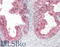 Actin Like 7B antibody, 45-199, ProSci, Western Blot image 
