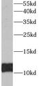 Acylphosphatase 1 antibody, FNab00133, FineTest, Western Blot image 