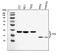 TTPA antibody, A00103-1, Boster Biological Technology, Western Blot image 