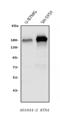 Reticulon 4 antibody, A01844-2, Boster Biological Technology, Western Blot image 