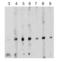 Baculoviral IAP repeat-containing protein 5 antibody, 2235, QED Bioscience, Western Blot image 