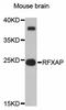 Regulatory Factor X Associated Protein antibody, LS-C747245, Lifespan Biosciences, Western Blot image 