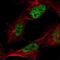 Friend of PRMT1 protein antibody, NBP2-55155, Novus Biologicals, Immunocytochemistry image 