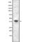 Growth Differentiation Factor 3 antibody, abx215584, Abbexa, Western Blot image 