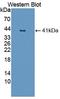 Nuclear Factor Kappa B Subunit 1 antibody, LS-C372845, Lifespan Biosciences, Western Blot image 