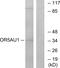 Olfactory Receptor Family 5 Subfamily AU Member 1 antibody, GTX87768, GeneTex, Western Blot image 