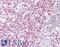 EP300 antibody, LS-B7613, Lifespan Biosciences, Immunohistochemistry paraffin image 