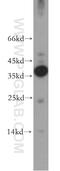 Clavesin 2 antibody, 21394-1-AP, Proteintech Group, Western Blot image 