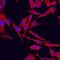 Pyruvate Kinase M1/2 antibody, AF7244, R&D Systems, Immunofluorescence image 