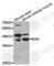 Biglycan antibody, A5770, ABclonal Technology, Western Blot image 